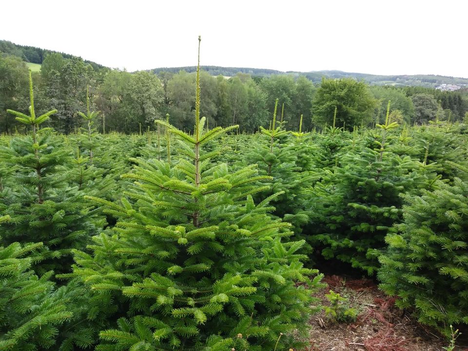 Blaufichten Nordmanntannen Weihnachtsbäume in Korbach