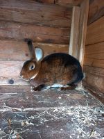 Costorex Hase Niedersachsen - Emden Vorschau