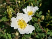 Rose Rosa Pimpinellifolia Bibernellrose Bienenweide Kartoffelrose Niedersachsen - Uelzen Vorschau