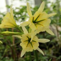 Schönhäutchen Hymenocallis Sulphur Queen Pflanze im Topf Nürnberg (Mittelfr) - Aussenstadt-Sued Vorschau