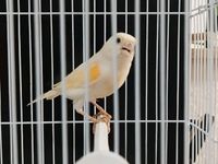 Kanarienvögel Nordrhein-Westfalen - Wermelskirchen Vorschau
