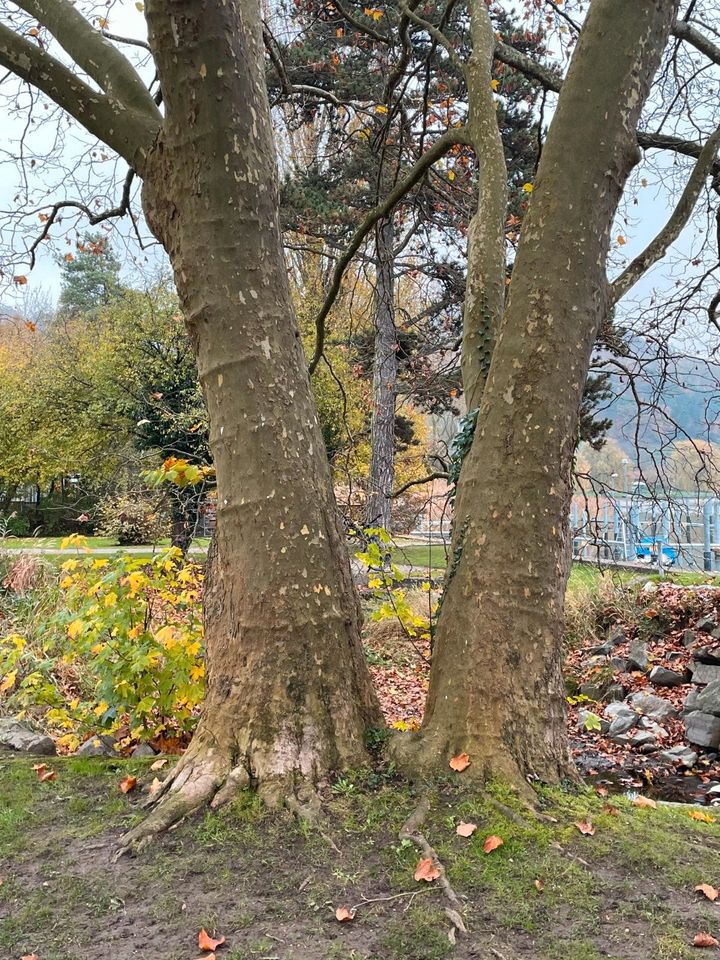 Ein besonderer Tageskurs. Rutengehen und Pendeln leicht gemacht. in Herdwangen-Schönach