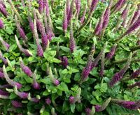 Kaukasus-Gamander (Teucrium hircanicum) Nordrhein-Westfalen - Schermbeck Vorschau