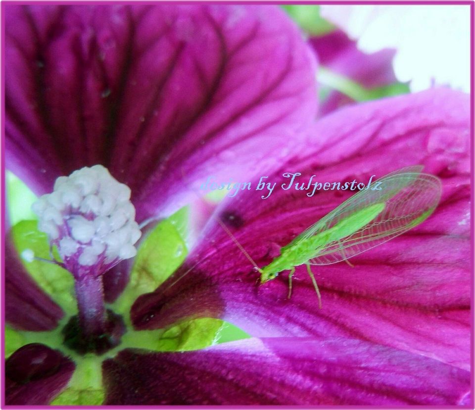 ♥ Maharadscha Malve,Samen,Malva Sylvestris Heilpflanze Staude in Hamburg