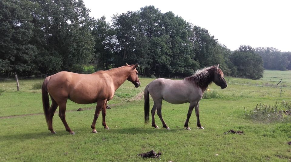 Konik-Stute, exzellentes Freizeitpferd, Falbe, Grullo, Traumpferd in Dresden