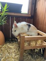 Haustier Kaninchen "Polly" Niedersachsen - Winsen (Aller) Vorschau