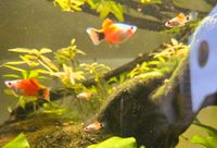 Mickey Mouse Platy Nachwuchs White Red tail Niedersachsen - Nottensdorf Vorschau