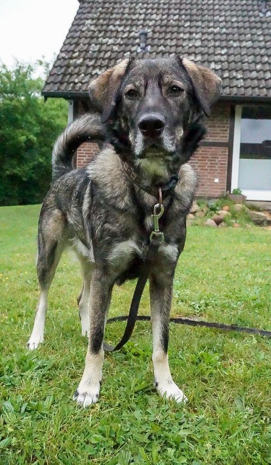 Bandit - ein toller Hund in den richtigen Händen in Norderstedt