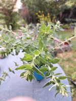 Oregano insektenfreundlich winterhart Pankow - Buch Vorschau