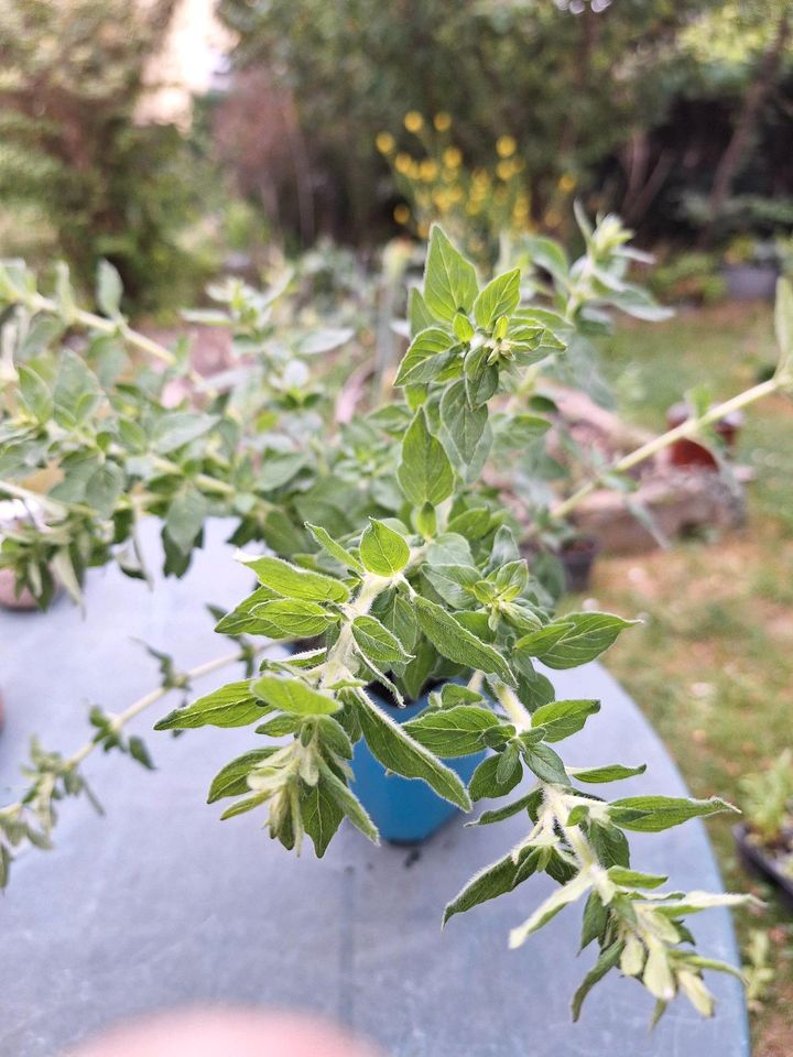 Oregano insektenfreundlich winterhart in Berlin