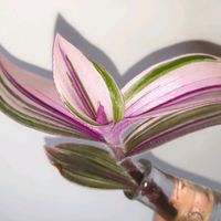 Wow Blossfeldiana Pink Variegata Tradescantia Furry Zimmerpflanze Nürnberg (Mittelfr) - Südstadt Vorschau