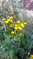 Gelb blühender Strauch, Blumen, Stauden Blumen, Sommer Herbst Berlin - Tempelhof Vorschau