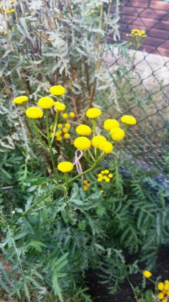 Gelb blühender Strauch, Blumen, Stauden Blumen, Sommer Herbst in Berlin