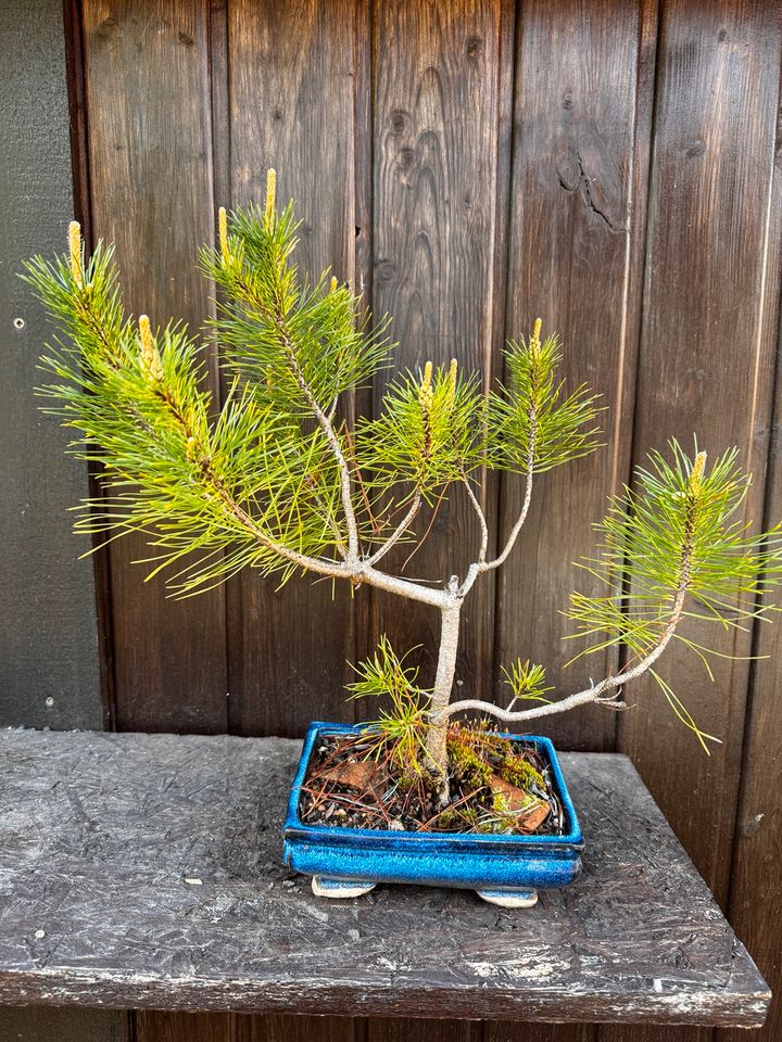 Bonsai Kiefer mit Topf in Lonnerstadt