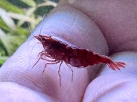 Zwerggarnelen (Neocaridina davidi var. ‚Red Sakura‘) Niedersachsen - Cloppenburg Vorschau