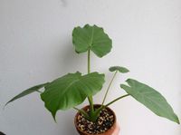 Alocasia Tausch Kauf Leipzig - Knautkleeberg-Knauthain Vorschau