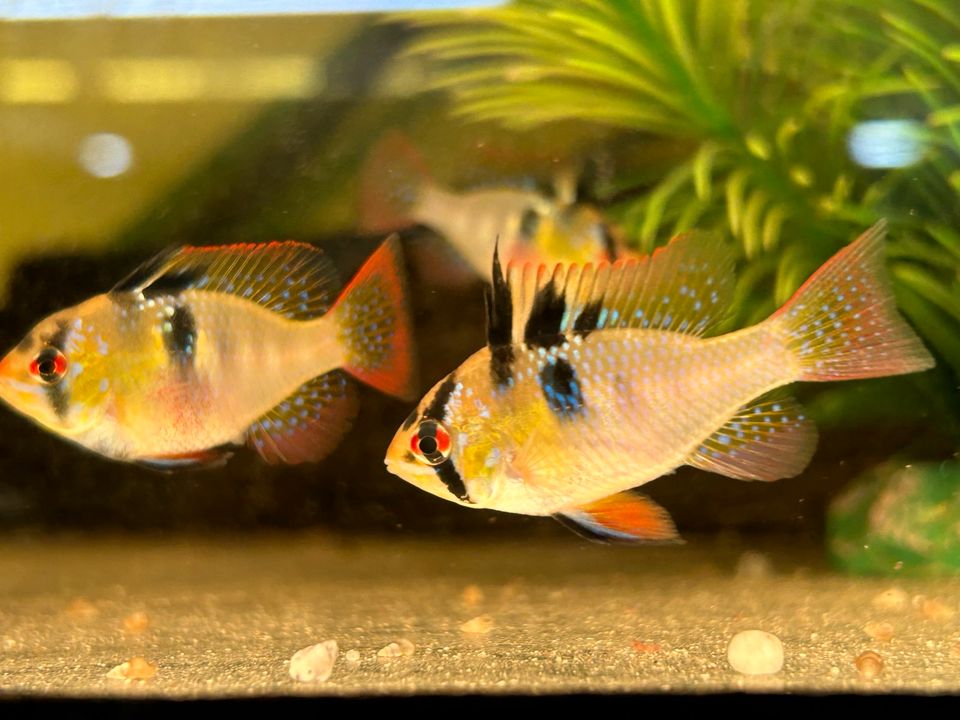 Schmetterlingsbuntbarsche  natur  Mikrogeophagus ramirezi in Rangendingen