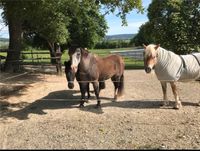 Einstellplatz für Rehe Pferde/Pony Sommer Platz  frei Hessen - Bad Zwesten Vorschau