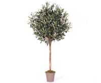 Olivenbaum 125cm kugelform Ø 40cm mit 640 Blätter 60 O.#g0410023B Bayern - Jettenbach Vorschau