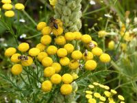 30 Samen Rainfarn,Gegen Falschen Mehltau ,Seiden-u. Maskenbiene Saarland - Großrosseln Vorschau