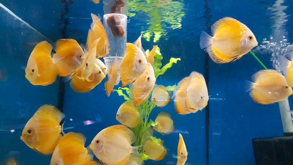 Aquarium Futterrohr in Reken