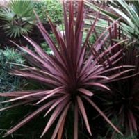 Cordyline Indivisa Pflanzen Garten Palmen Olivenbäume Sachsen-Anhalt - Hillersleben Vorschau