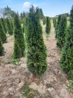 Thuja smaragd, brabant Bayern - Traunreut Vorschau