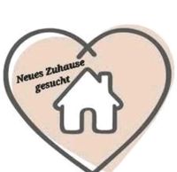 Neues Zuhause gesucht Bayern - Weiden (Oberpfalz) Vorschau