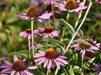 Echinacea purpurea,  Roter Sonnenhut Bayern - Kallmünz Vorschau