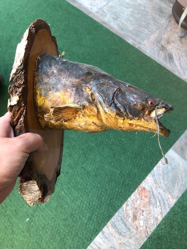 Welz Fisch zum Aufhängen deko Wanddeko in Stockstadt a. Main