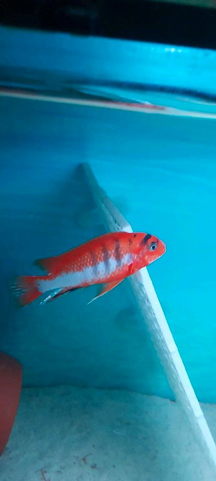 RARITÄT Labidochromis hongi red top Sweden malawi aquarium in Hockenheim