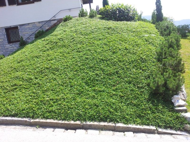 Bodendecker Kriechmispel / Zwergmispel (Cotoneaster) in Weinheim