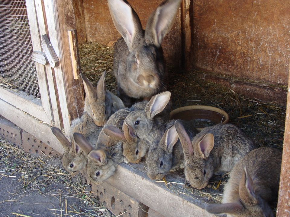 Kaninchen, Deutsche Riesen in Lübben