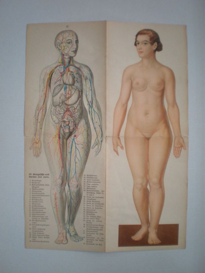 ANTIKE BILDTAFELN-LEHRTAFELN-ANATOMIEBLATT-ANATOMIE-KÖRPER-CORPUS in Berlin