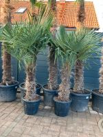 Winterharte Trachycarpus fortuneii Hanfpalme Stamm 80cm, ca 190cm Baden-Württemberg - Neuenburg am Rhein Vorschau