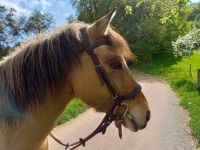 Traumpony sucht Reitbeteiligung Baden-Württemberg - Steinen Vorschau