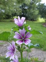 Zebramalve Zebra-Malve Malva zebrina Malve Samen weiß pink Nordrhein-Westfalen - Euskirchen Vorschau