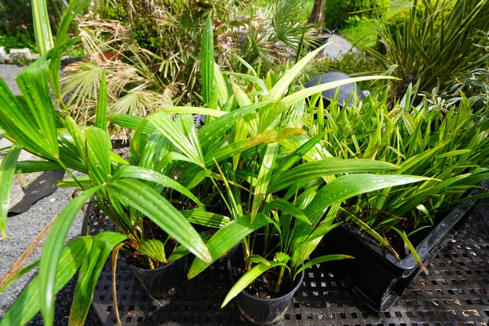 Hanfpalme Trachycarpus. Sämlinge und Samen in Weinstadt