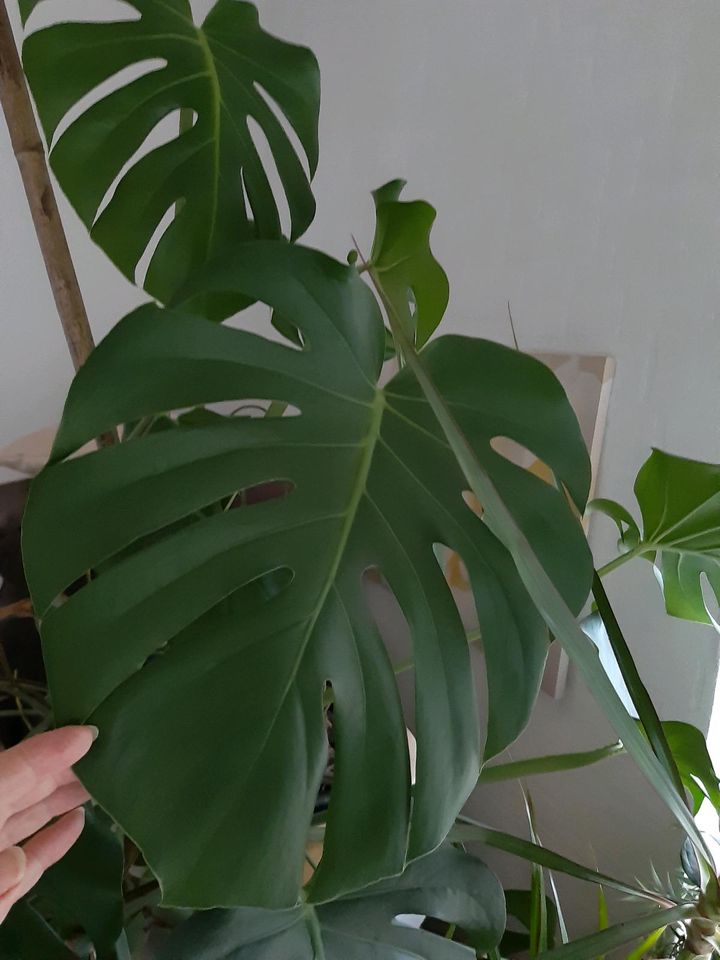 SCHÖNE MONSTERA in Mönchengladbach