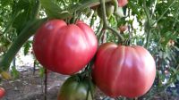 Tomaten Samen Saatgut Gemüsesamen West - Unterliederbach Vorschau