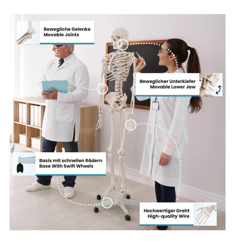 Menschliches Anatomie Skelett 181,5cm ORIGINAL VERPACKT!!! in Hainburg