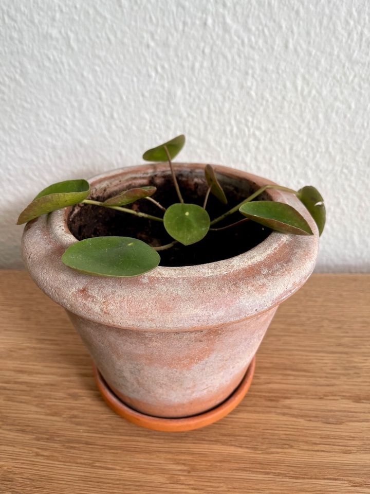 Chinesischer Geldbaum / Pilea in Kiel