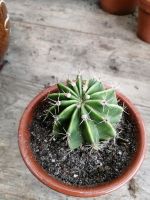 Echinopsis tubiflora Baden-Württemberg - Schallstadt Vorschau