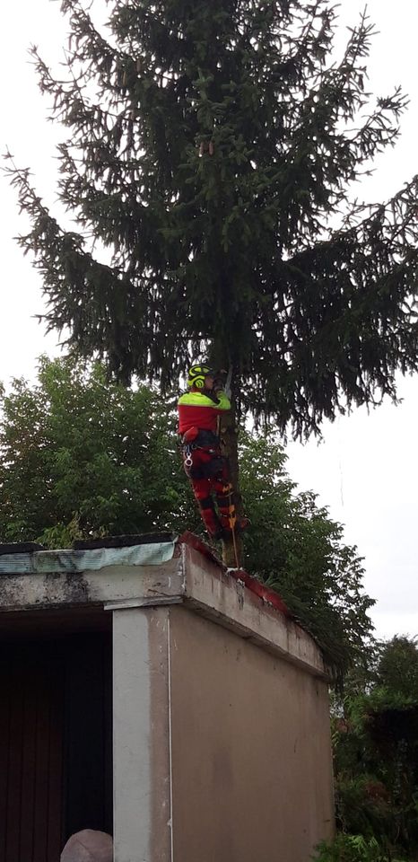 Baumfällung Baumpflege Bäume fällen Wurzel Fräsen Rasen mähen in Wiesloch