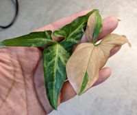 Syngonium red Spot tricolor und angustatum ableger Nordrhein-Westfalen - Bergisch Gladbach Vorschau