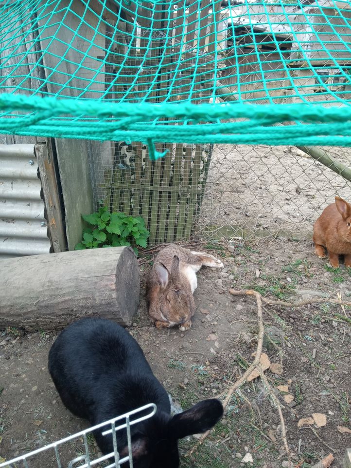 Kaninchen. Rammler kastriert in Mühlhausen