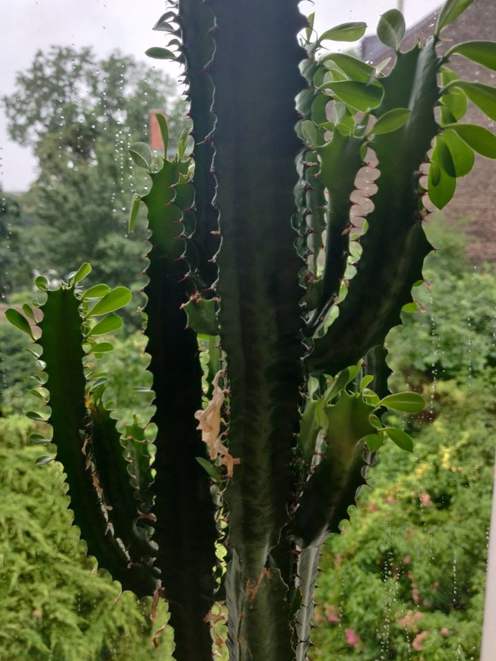 Kaktus Kakteen Euphorbia acruensis Cowboy Wolfsmilch Zimmerpflanz in Bonn