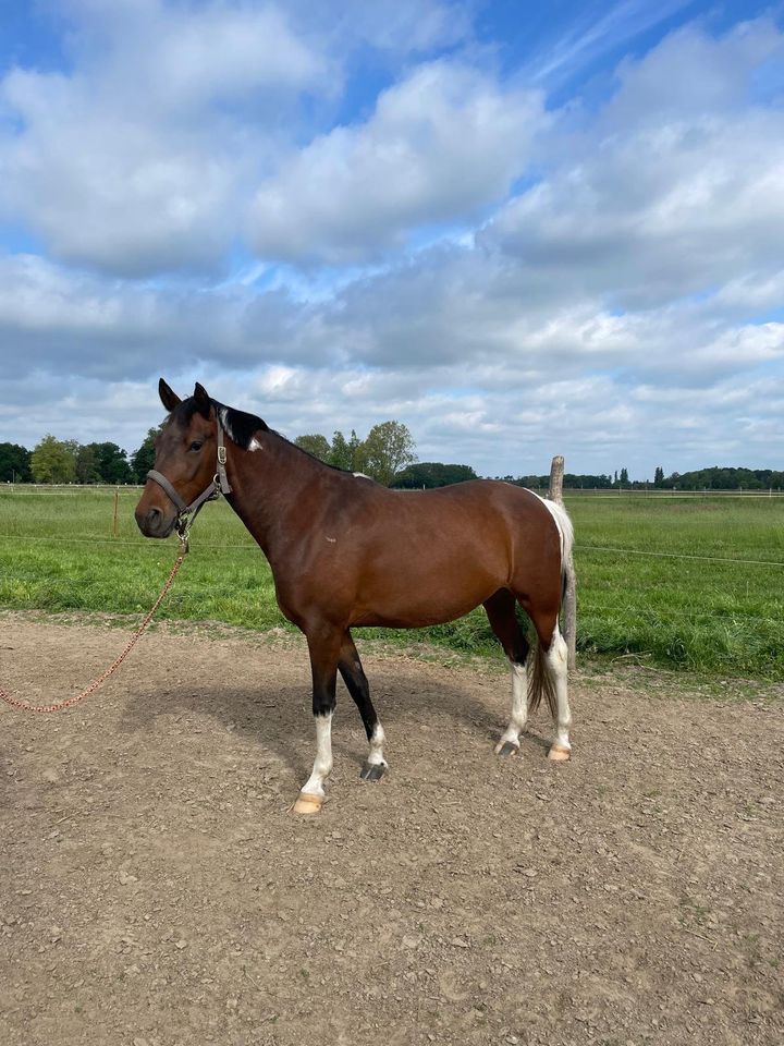 Deutsches Reitponny in Stendal