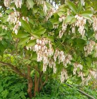 ♡ Pflanze Schattenglöckchen Pieris Lavendelheide ♡ Thüringen - Ellrich Vorschau