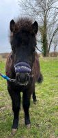 Shetlandpony Bad Doberan - Landkreis - Satow Vorschau